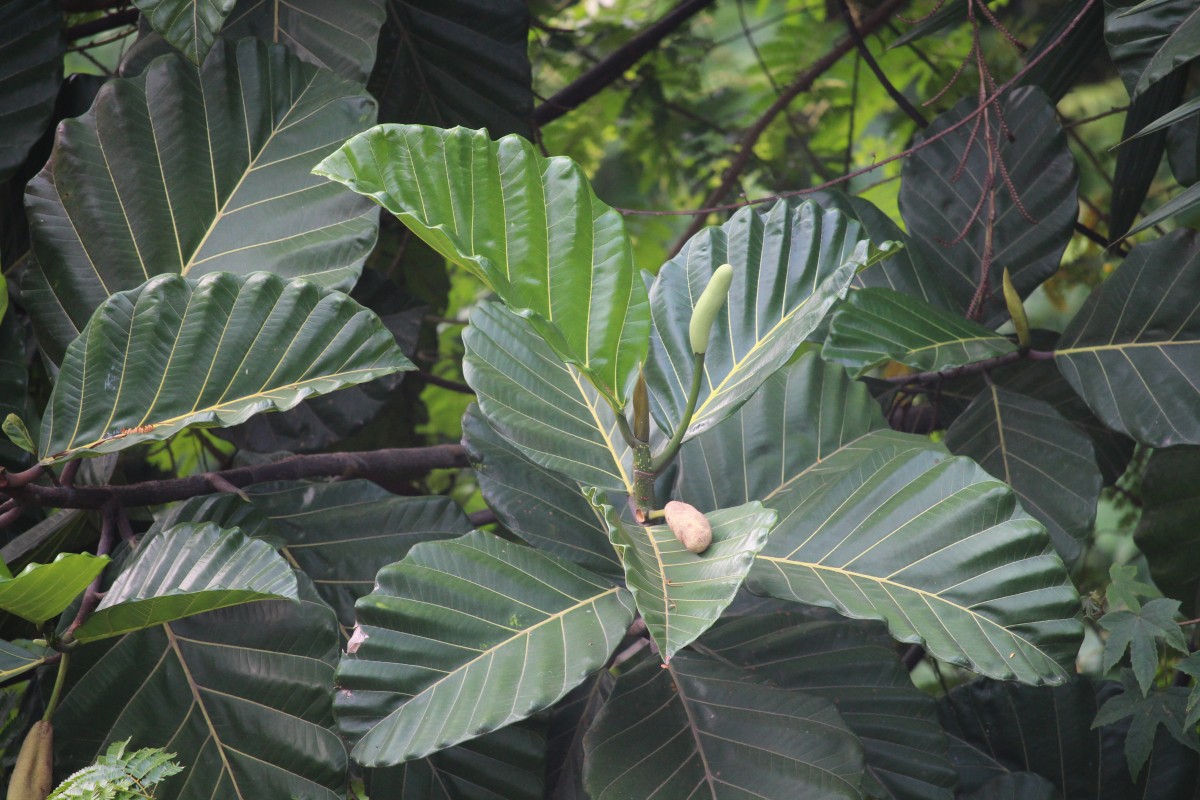 Artocarpus nobilis Thwaites